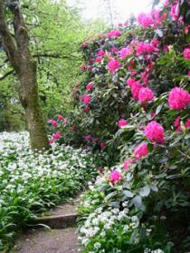 Annes Grove Gardens, Mallow 