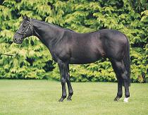 The Irish National Stud, Japanese & St. Fiachra Gardens, Tully 